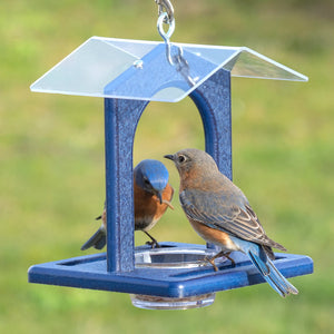 Duncraft Sheltered Bluebird Mealworm Feeder with two birds perched on the clear plastic dish, featuring a protective anchored roof and wide perches.