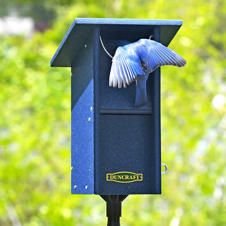 Duncraft Bluebird Swing Blocker House & Pole with bluebird at entry; features swing blocker for easy bluebird access; mounted on a post amidst greenery.