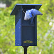 Duncraft Bluebird Swing Blocker House & Pole with bluebird flying out of the 1-1/2 inch entry hole, mounted on a 72-inch tall sectional pole.