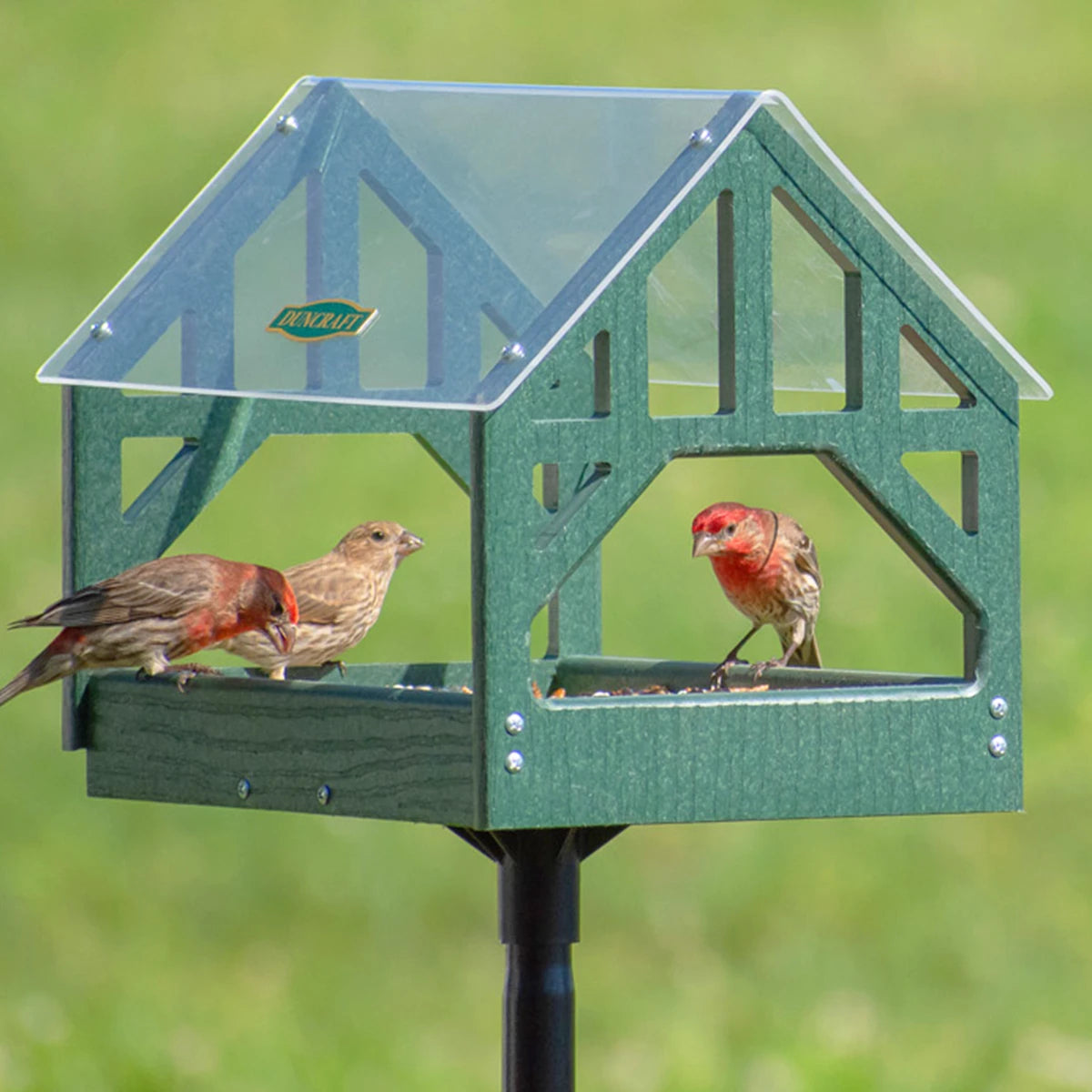 Duncraft Post and Beam Pavilion Feeder & Pole with birds perching and feeding, showcasing fly-through openings and a clearview roof.