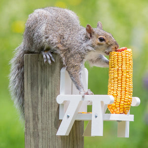 Squirrel's Corn-On-The-Cob Chair: A squirrel is nibbling on an ear of corn mounted on a white patio-style feeder with a metal skewer.