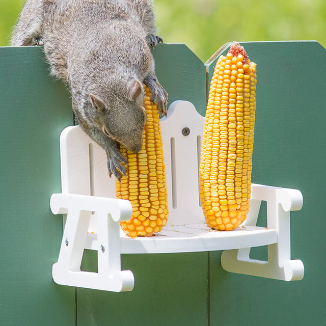 Squirrel's Corn-On-The-Cob Bench: A squirrel eats corn on a white bench feeder with two metal skewers holding corn ears in place.