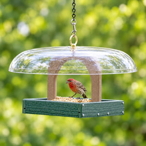 Male house finch perched inside a green hanging platform feeder filled with seed beneath a clear roof.