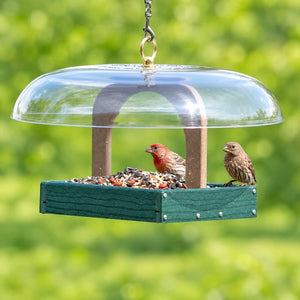 Male and female house finches sharing a green hanging platform bird feeder with a clear dome roof.