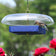 Duncraft Domed Bluebird Platform Feeder with clear plastic weather guard; features blue construction and metal mesh flooring for bluebirds, holding dried mealworms.