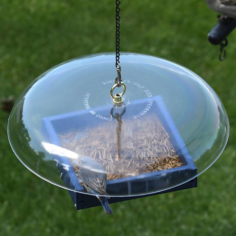 Duncraft Domed Bluebird Platform Feeder featuring a bird feeding under a clear plastic dome with a metal mesh platform for mealworms.