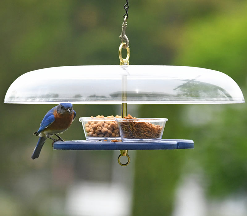 Duncraft Bluebird Fly-In-Fly-Out Feeder featuring a bluebird perched on the feeder with mealworms visible in clear plastic dishes under a weather guard.