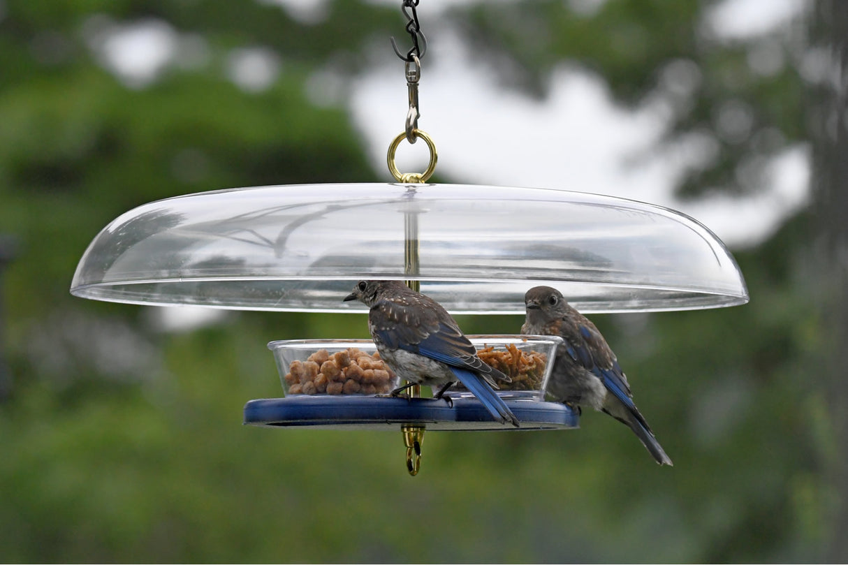 Duncraft Bluebird Fly-In-Fly-Out Feeder with birds perched and eating mealworms from clear dishes, featuring a weather guard and hanging hook.