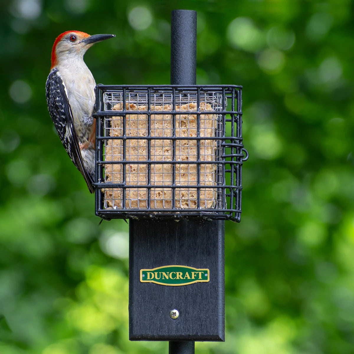 Duncraft Pole Mount Tail Prop Suet Shield: A woodpecker perches on a suet feeder with stainless steel mesh, designed to prevent suet gorging by larger birds and squirrels.