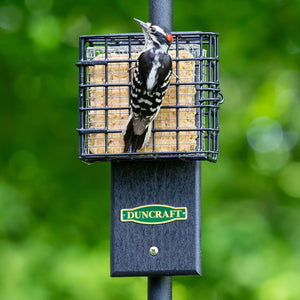 Duncraft Pole Mount Tail Prop Suet Shield with a woodpecker perched on the feeder, designed to prevent suet gorging and attract various woodpeckers.