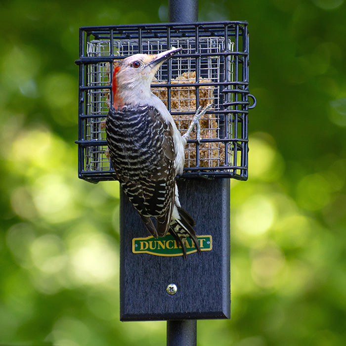 Duncraft Pole Mount Tail Prop Suet Shield: A woodpecker perches on a suet feeder with stainless steel mesh, designed to prevent suet gorging and attract woodpeckers.