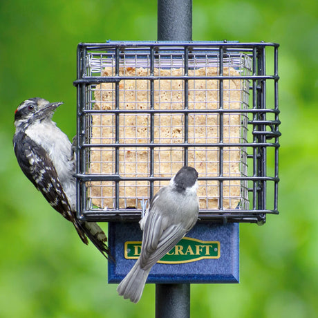 Duncraft Pole Mount Suet Shield feeder with a bird perched, showcasing the stainless steel Suet Shield Insert designed to prevent suet gorging by larger birds and squirrels.