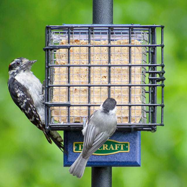 Duncraft Pole Mount Suet Shield feeder with a bird perched, showcasing the stainless steel Suet Shield Insert designed to prevent suet gorging by larger birds and squirrels.