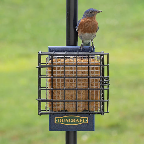 Duncraft Pole Mount Suet Shield with a sparrow perched on the feeder, showcasing the stainless steel Suet Shield Insert for preventing suet gorging.