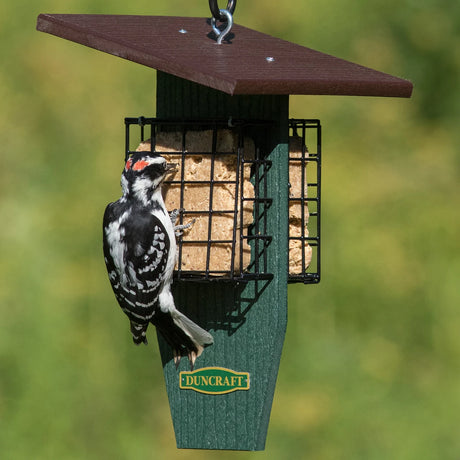 Duncraft Sheltered Three Woodpecker Suet Feeder with tail prop area, supports a male Downy Woodpecker feeding on suet cakes, featuring a protective oversized roof.