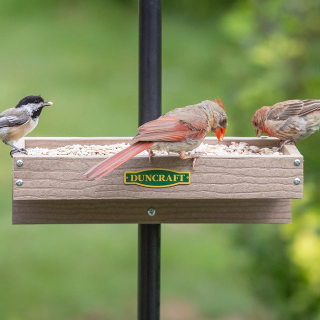 Duncraft Pole Mounted Platform Feeder with birds eating seeds, easy-to-mount, holds 2 lbs, features metal mesh flooring for drainage.