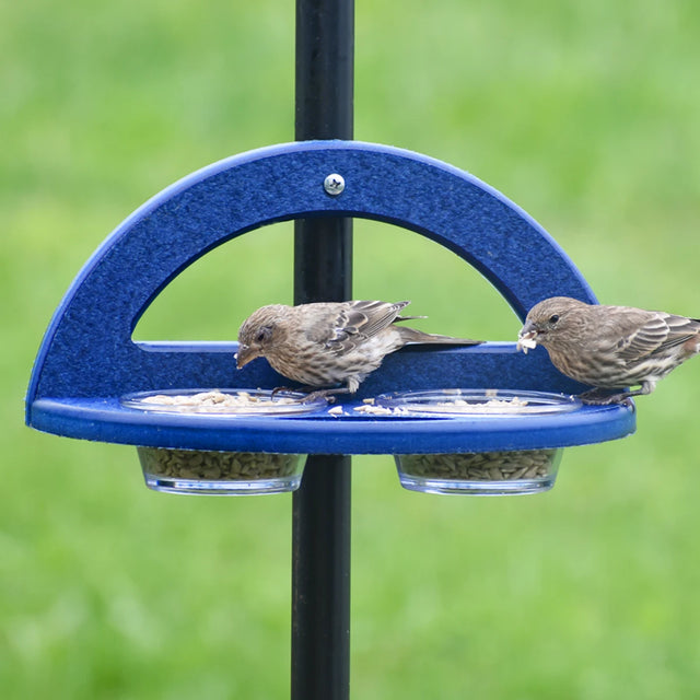 Duncraft Pole Mount Mealworm Dish Feeder with clear plastic dishes, vinyl-coated clips, and built-in perch, mounted on a black pole with a bird eating.