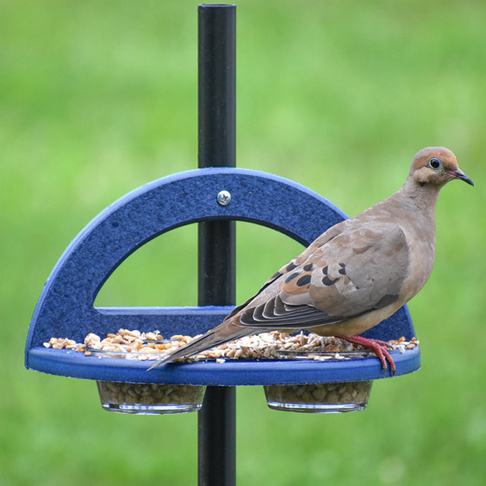 Duncraft Pole Mount Mealworm Dish Feeder with a bird perched on the feeder, featuring two clear plastic dishes for mealworms.