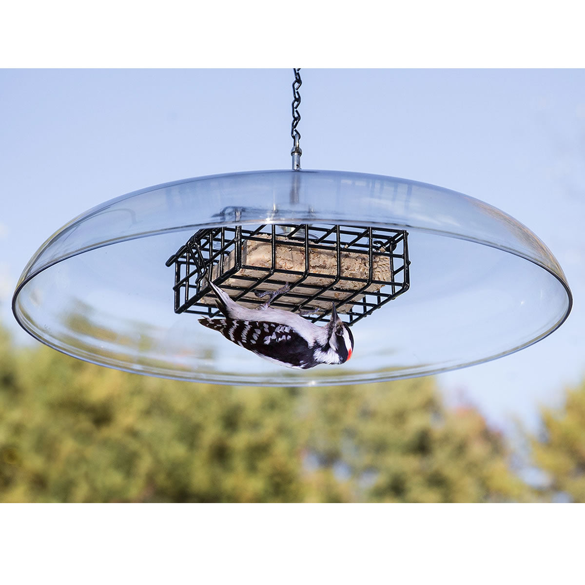 Duncraft Shielded Suet Feeder