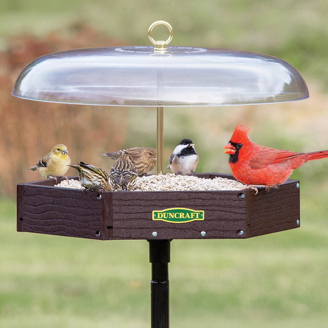 Duncraft Hexagon Pavilion Post Feeder showing a red cardinal feeding, featuring a durable design with a weather guard and mesh flooring for drainage.