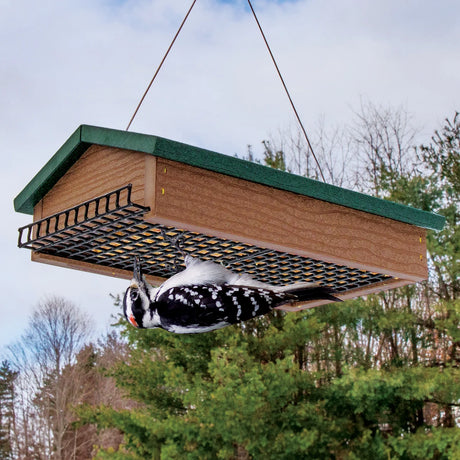 Duncraft Eco-Strong Upside Down Double Suet Feeder with a male Downy Woodpecker feeding upside-down on wire mesh, designed for clinging birds.