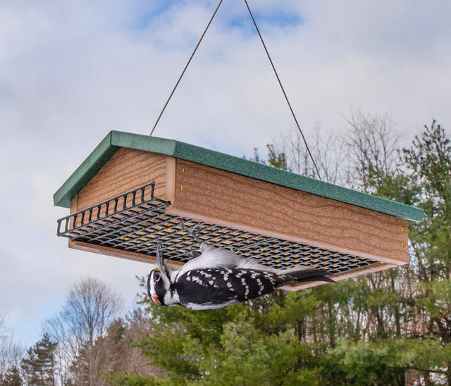 Duncraft Eco-Strong Upside Down Double Suet Feeder with a bird feeding upside down through the bottom wire grid openings, anchored roof visible.