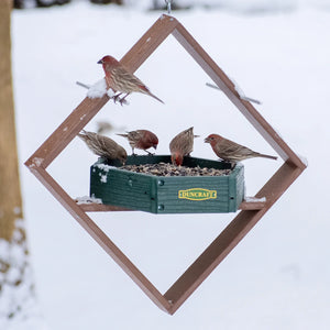 Duncraft Hexagon Hanging Twirl Platform Feeder with metal mesh flooring, birds perching and feeding from the seed tray, ideal for attracting various birds year-round.