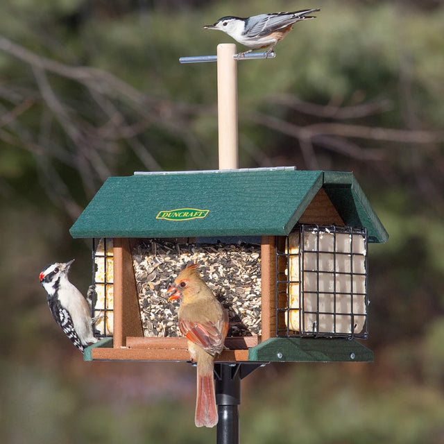 Duncraft Morning Song Post Hopper & Pole: Birds feeding on a wooden hopper feeder with a lookout perch, two seed trays, and suet cakes.