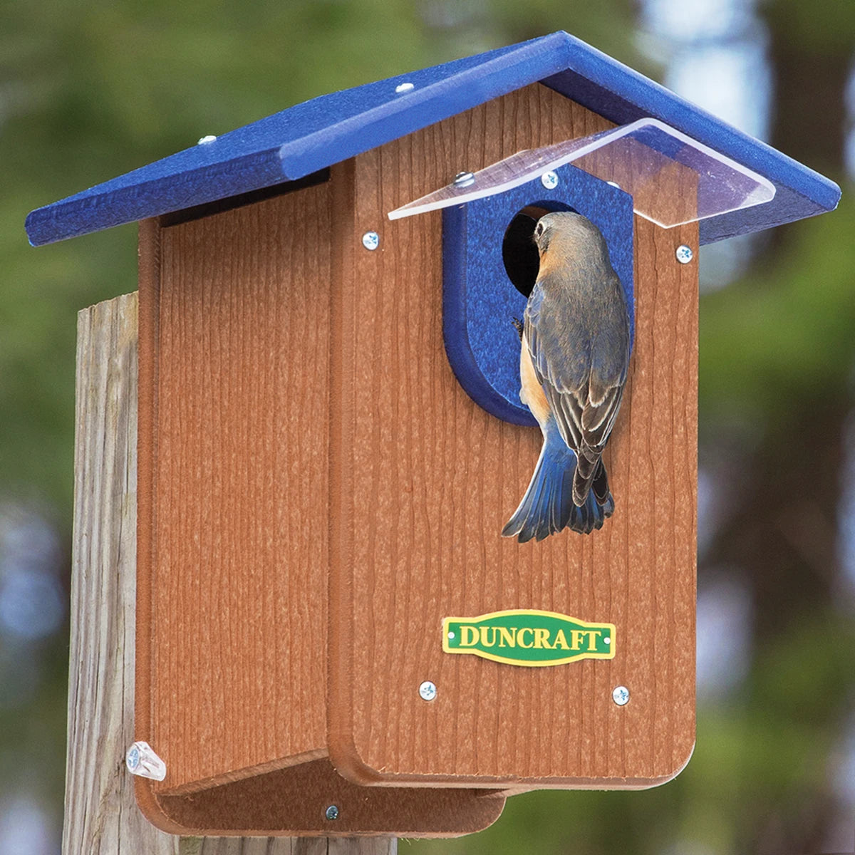 Duncraft Bluebird House with Predator Guard & Weather Shield, featuring a bird perched inside, clearview plastic panels, and two side openings for easy observation and cleanout.