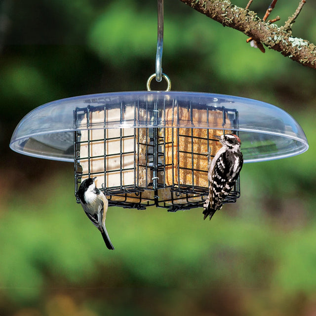 Duncraft Quadruple Sheltered Suet Feeder with two birds feeding, featuring four suet cages and a clearview plastic weather guard for easy bird viewing.