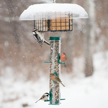 Duncraft Quadruple Sheltered Suet & Tube Feeder with birds feeding on suet cakes and seeds, featuring clear weather guard and six metal feeding ports.