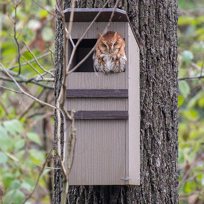 Duncraft Screech Owl Nesting Box mounted on a tree, with an owl perched inside the birdhouse.