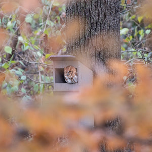 Eastern screech-owl in Duncraft Bird-Safe® Screech Owl Nesting Box, mounted on tree with autumn foliage, showcasing the box's slotted entry and durable, eco-friendly design.