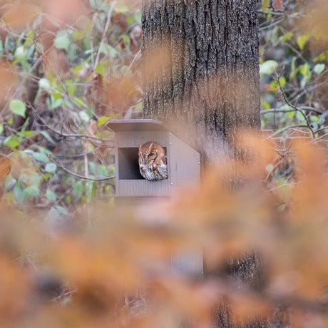 Eastern screech-owl in Duncraft Bird-Safe® Screech Owl Nesting Box, mounted on tree with autumn foliage, showcasing the box's slotted entry and durable, eco-friendly design.