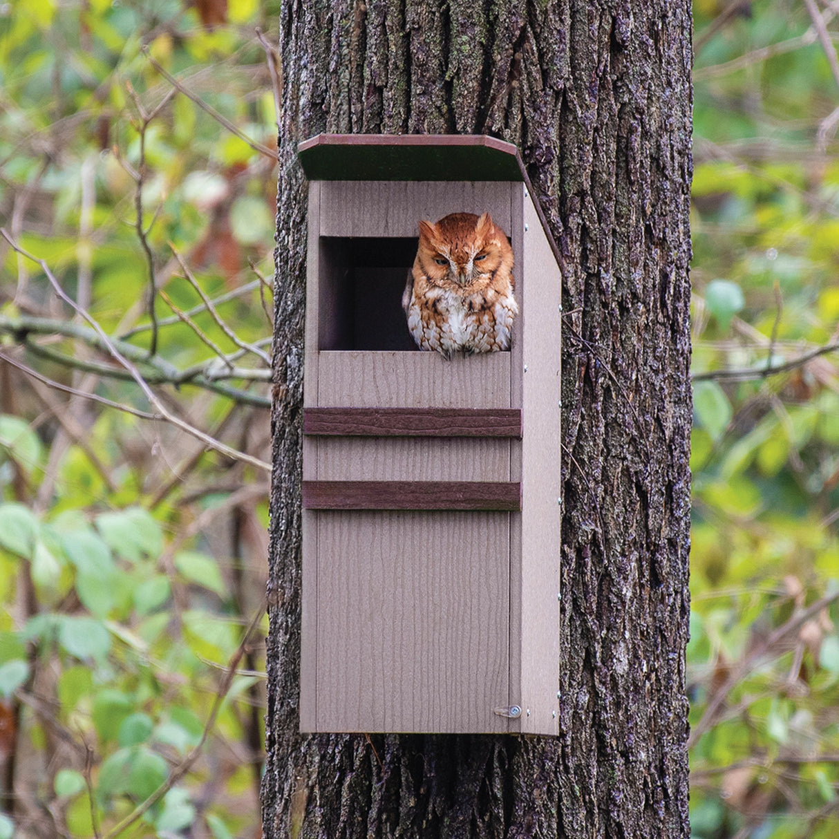 Duncraft Screech Owl Nesting Box with an owl perched inside, features a slotted entry hole and wooden design, ideal for providing shelter.