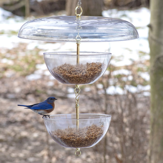 Duncraft Tilt-Top Bluebird Paradise Feeder featuring a dual-bowl design with a clear dome and squirrel-proof tilting roof, shown with a bird feeding.