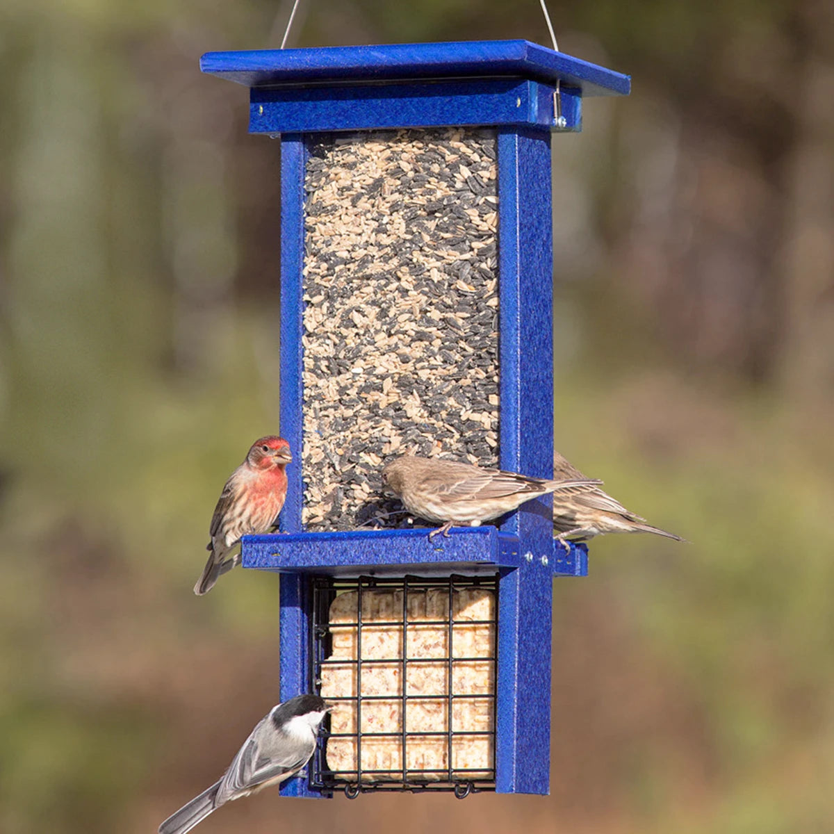 Duncraft Blue Ridge Seed and Suet Feeder with birds eating from both seed trays and suet grids, featuring an oversized roof and clear plastic sides.