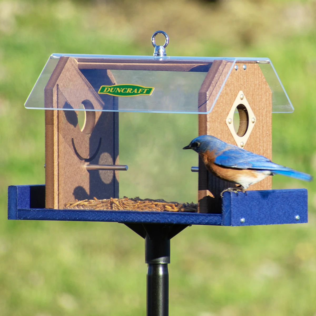 Duncraft Protected Bluebird Haven Feeder with Pole featuring two fly-through openings, clear sides, metal predator guards, inner grooves, outer perches, and a clear roof for easy viewing.