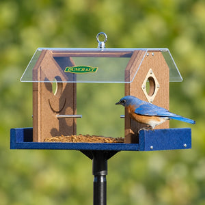 Male Eastern bluebird perched on the blue tray of a Duncraft mealworm feeder, facing the clear feeding enclosure.