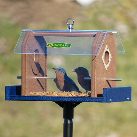 Duncraft Protected Bluebird Haven Feeder with Pole, featuring bluebirds inside, clearview plastic sides, metal predator guards, and aluminum perches on a tall sectional pole.