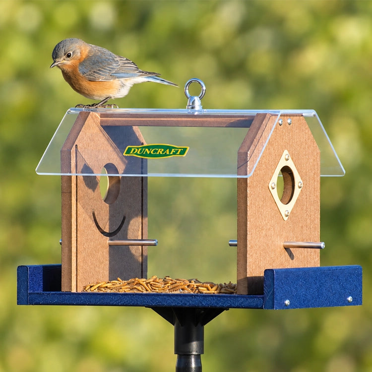 Eastern bluebird perched on the side of a Duncraft bluebird feeder with a clear roof, brown panels, blue tray and dried mealworms.