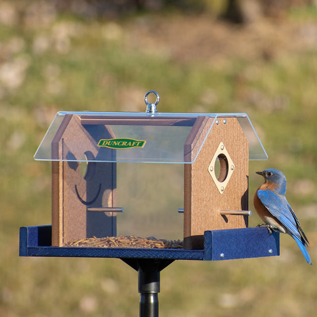 Duncraft Protected Bluebird Haven Feeder with Pole, featuring clear sides, predator guards, and a 72-inch sectional pole. Bluebird perched on feeder, keeping starlings out.