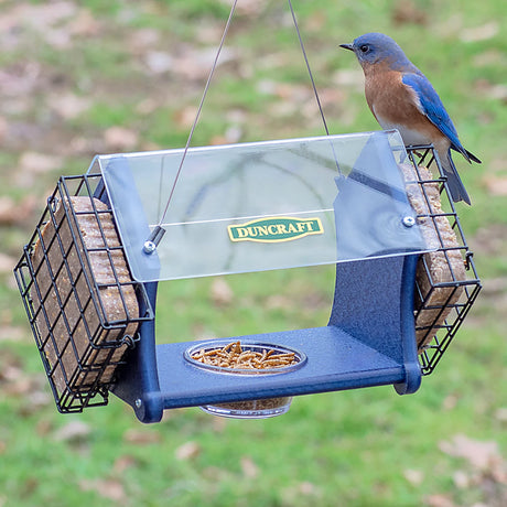 Duncraft Eco-Delight Bluebird Feeder with bluebird perched on top, featuring a clear roof and removable dish for mealworms and suet cakes.