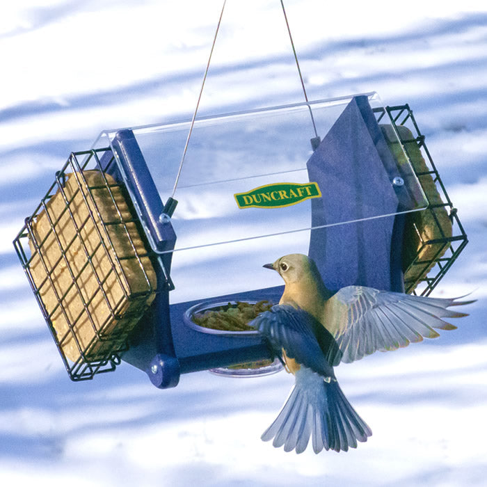 Duncraft Eco-Delight Bluebird Feeder with clear plastic roof, blue recycled plastic, and two suet cake holders, hanging outdoors with a bluebird feeding.