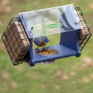 Duncraft Eco-Delight Bluebird Feeder with a bluebird eating mealworms from a clear plastic dish; includes cable hanger and space for two suet cakes.