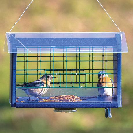 Duncraft Blocker Bluebird Feeder with two Eastern bluebirds inside, feeding on mealworms, features durable construction with protective roof and wire grids to deter larger birds.