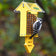 Duncraft Yellow Arrow Tail Prop Suet Feeder with a Downy Woodpecker feeding on suet, featuring a house shape and wire grid for easy bird access.