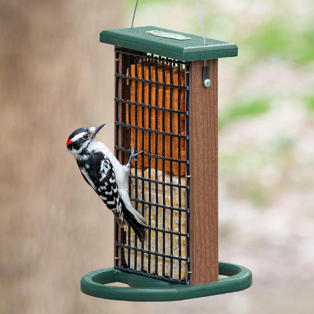 Duncraft Twin Suet Platform Feeder with a male Downy Woodpecker perched, featuring dual suet cake capacity, wire mesh grids, and built-in perches for bird feeding.