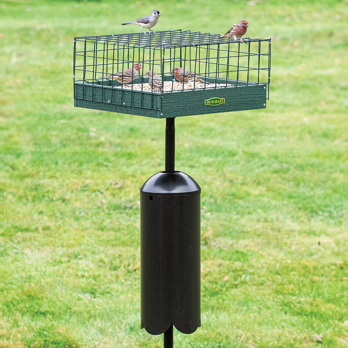 Duncraft Post Platform Haven Feeder with a wire cage and squirrel baffle, housing small songbirds on a seed-filled tray, designed to protect from larger pests.