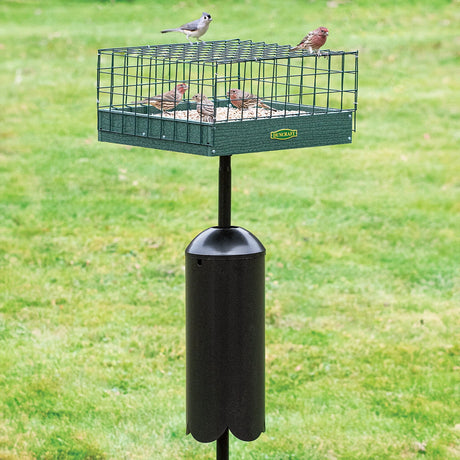 Duncraft Post Platform Haven Feeder with a wire cage and squirrel baffle, housing small songbirds on a seed-filled tray, designed to protect from larger pests.